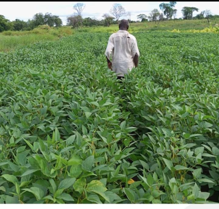 Record Harvest Season: 15% Increase in Farmer Yields